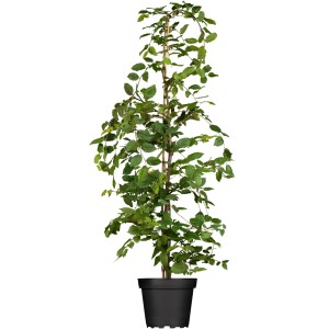 Hainbuche im Topf, ca. 175-200 cm hoch, ideal für Heckenpflanzungen.