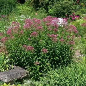 Blühender Wasserdost 'Glutball' (Eupatorium fistulosum) im Garten, rote Blüten.