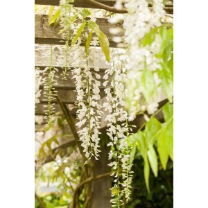 Blühender, weißer chinesischer Blauregen (Wisteria Sinensis Alba) an einer Pergola.