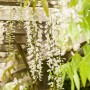 Blühender, weißer chinesischer Blauregen (Wisteria Sinensis Alba) an einer Pergola.