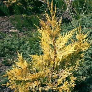 Goldene Leyland Zypresse (60-80cm) im Garten, Cupressocyparis leylandii 'Gold Rider'.