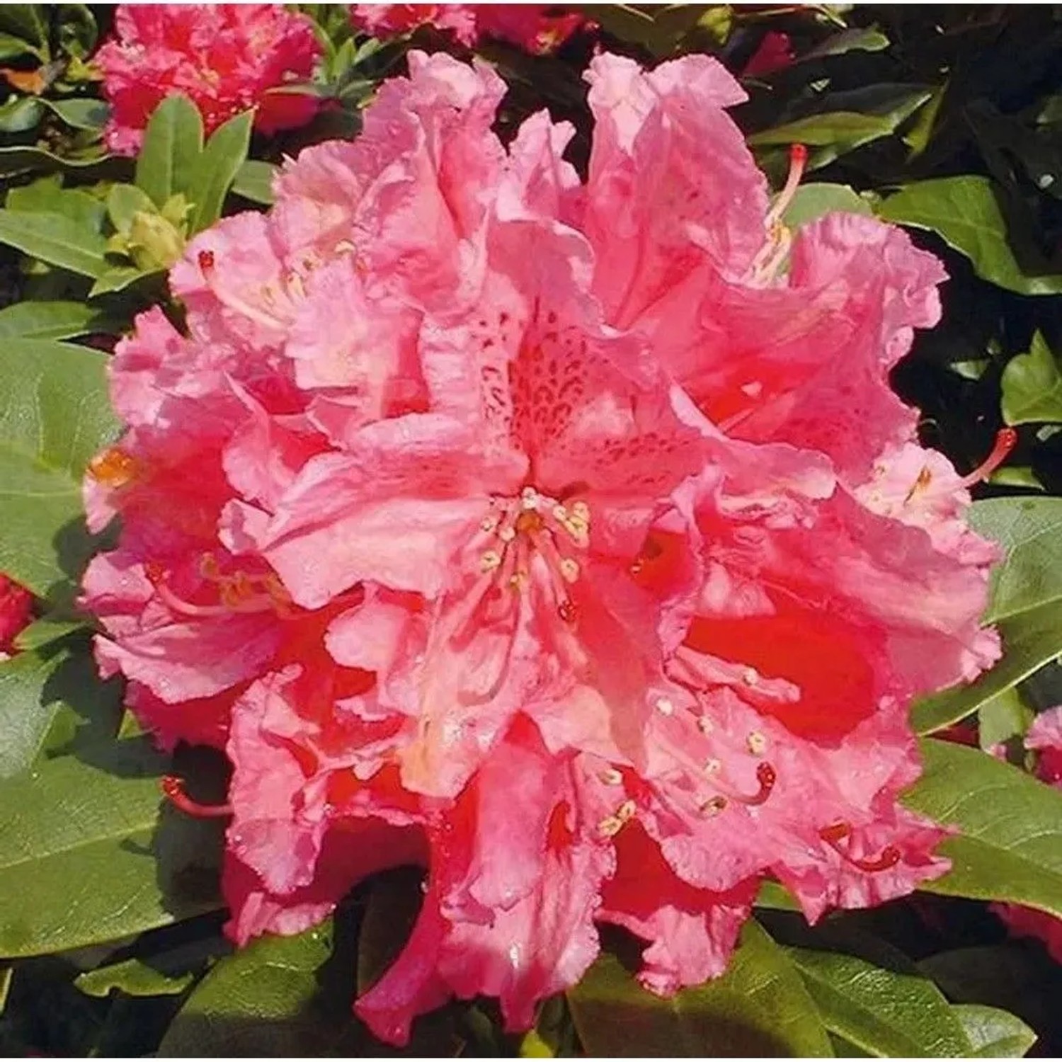 Großblumige Rhododendron Rocket 30-40cm - Alpenrose