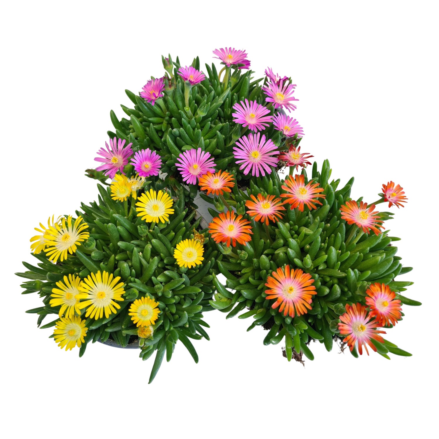 Mittagsblume TopfØ ca. 10,5 cm Delosperma cooperi kaufen bei OBI