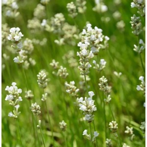 Echter Lavendel Nana Alba - Lavandula angustifolia