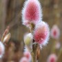 Nahaufnahme: Rote Japanische Kätzchenweide 'Mount Aso' mit flauschigen, rosa Blütenständen.