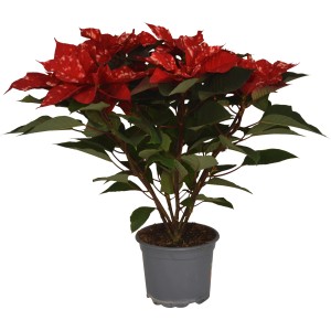 Weihnachtsstern 'Sky Fantasy' im Topf, rote Hochblätter mit weißen Punkten. Festliche Dekoration von GROW by OBI.