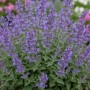 Blühende, violette Katzenminze im Themenset Bienen- & Nützlingsmagnet, Topf ca. 9 cm.