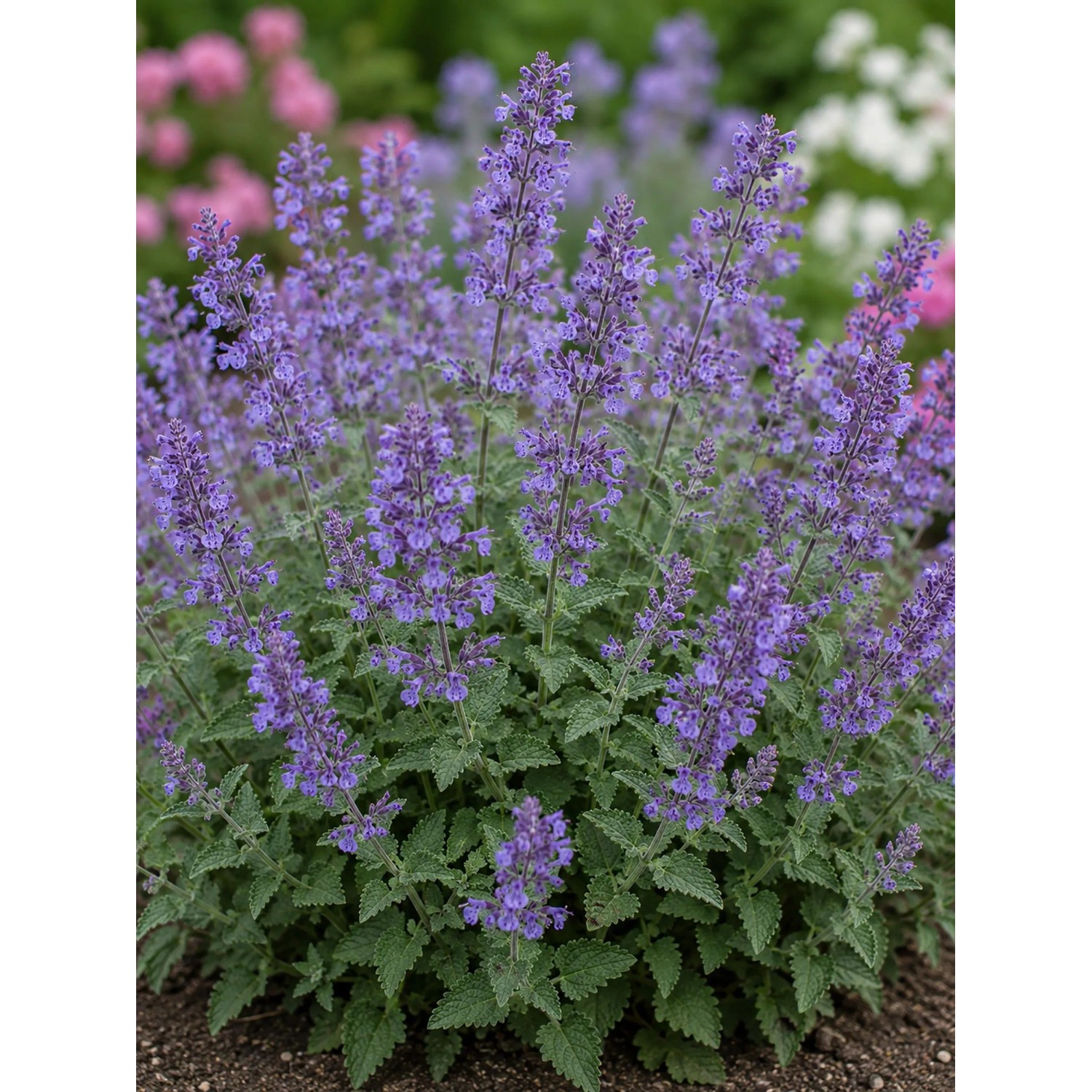 Blühende, violette Katzenminze im Themenset Bienen- & Nützlingsmagnet, Topf ca. 9 cm.