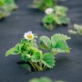 Aquagart Unkrautvlies 150g, 30m²: Erdbeerpflanze wächst durch das schwarze Gartenvlies.