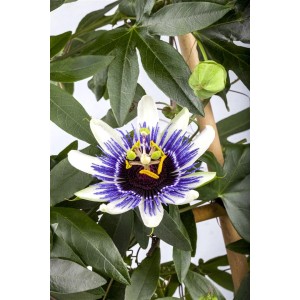 Detailaufnahme der Blauen Passionsblume (Passiflora Caerulea) mit blau-weißen Blüten und grünen Blättern.
