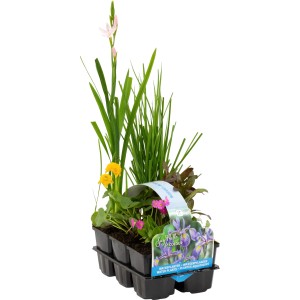 Blühendes Teichpflanzen-Set mit 6 Pflanzen im Topf, verschiedene Sorten für den Gartenteich.