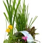 Blühendes Teichpflanzen-Set mit 6 Pflanzen im Topf, verschiedene Sorten für den Gartenteich.