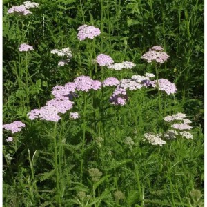 Schafgarbe Apfelblüte (Achillea millefolium) mit rosa und weißen Blütenständen im Garten.