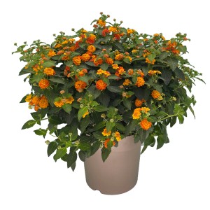 Orange GROW by OBI Wandelröschen (Lantana camara) im Topf, ca. 50-60 cm hoch.