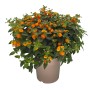 Orange GROW by OBI Wandelröschen (Lantana camara) im Topf, ca. 50-60 cm hoch.