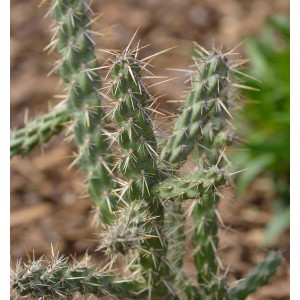 Winterharter Feigenkaktus Opuntia imbricata mit Stacheln im Detail.