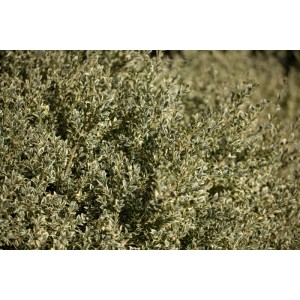 Buxus 'Elegantissima', 20-25 cm, mit grün-weiß panaschierten Blättern. Ideal als Heckenpflanze.