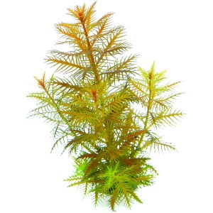 Dennerle Aquariumpflanze Proserpinaca Palustris In-Vitro, grüne und braune Wasserpflanze.