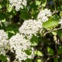 Blühender Wolliger Schneeball (Viburnum Lantana) mit weißen Blüten und grünen Blättern.