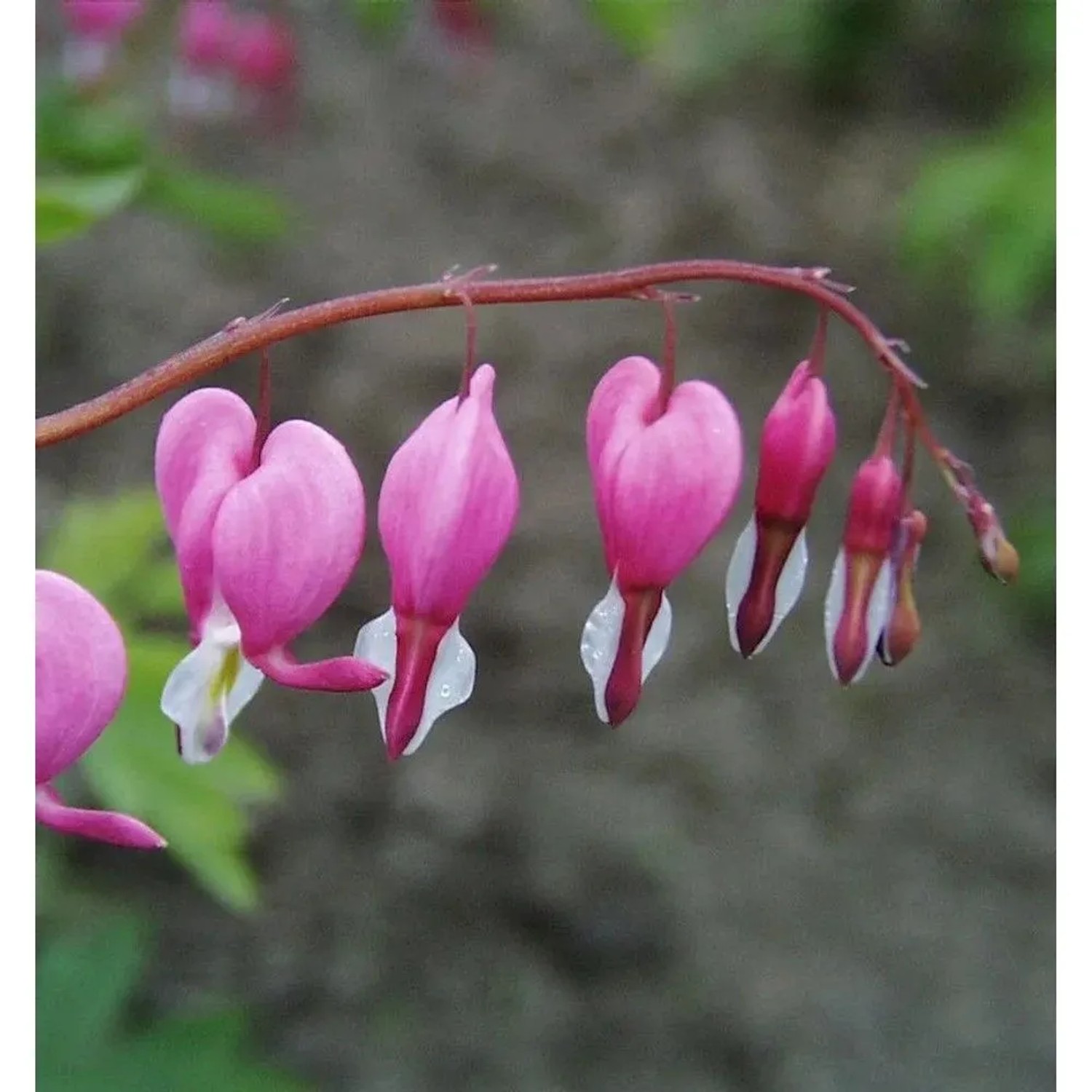 Tränendes Herz - Dicentra spectabilis