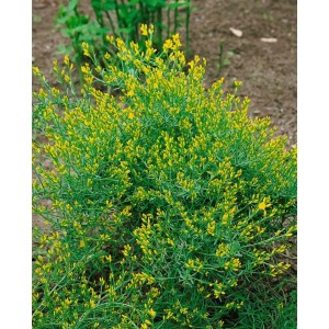 Buschiger Englischer Ginster mit leuchtend gelben Blüten im 2 Liter Container.