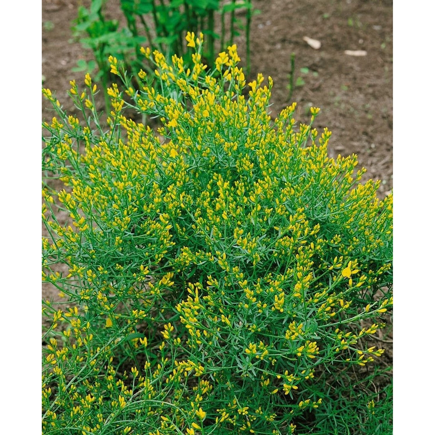 Genista Anglica Englischer Ginster 2 Liter Container günstig online kaufen