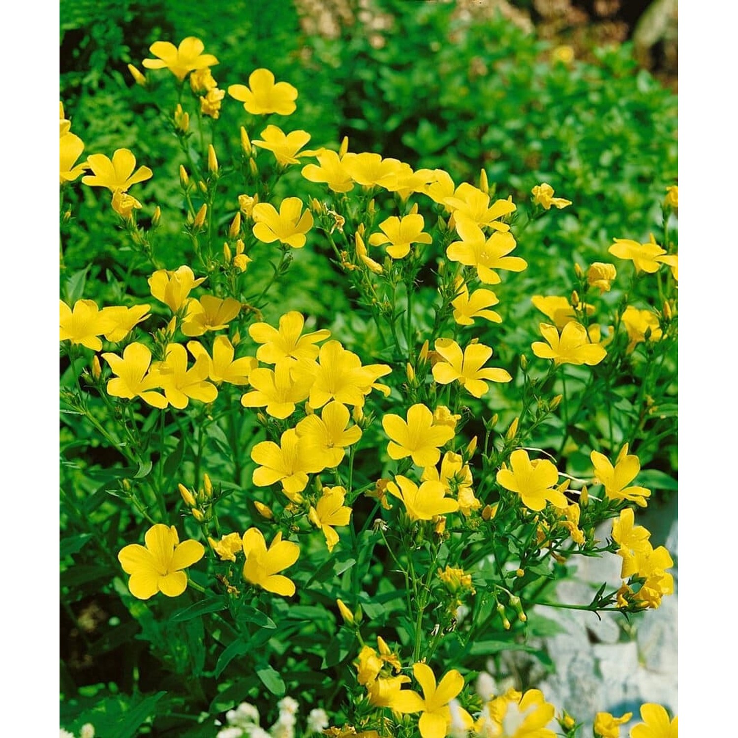 Linum Flavum Gold-Lein Gen Ca 9x9 cm Topf günstig online kaufen