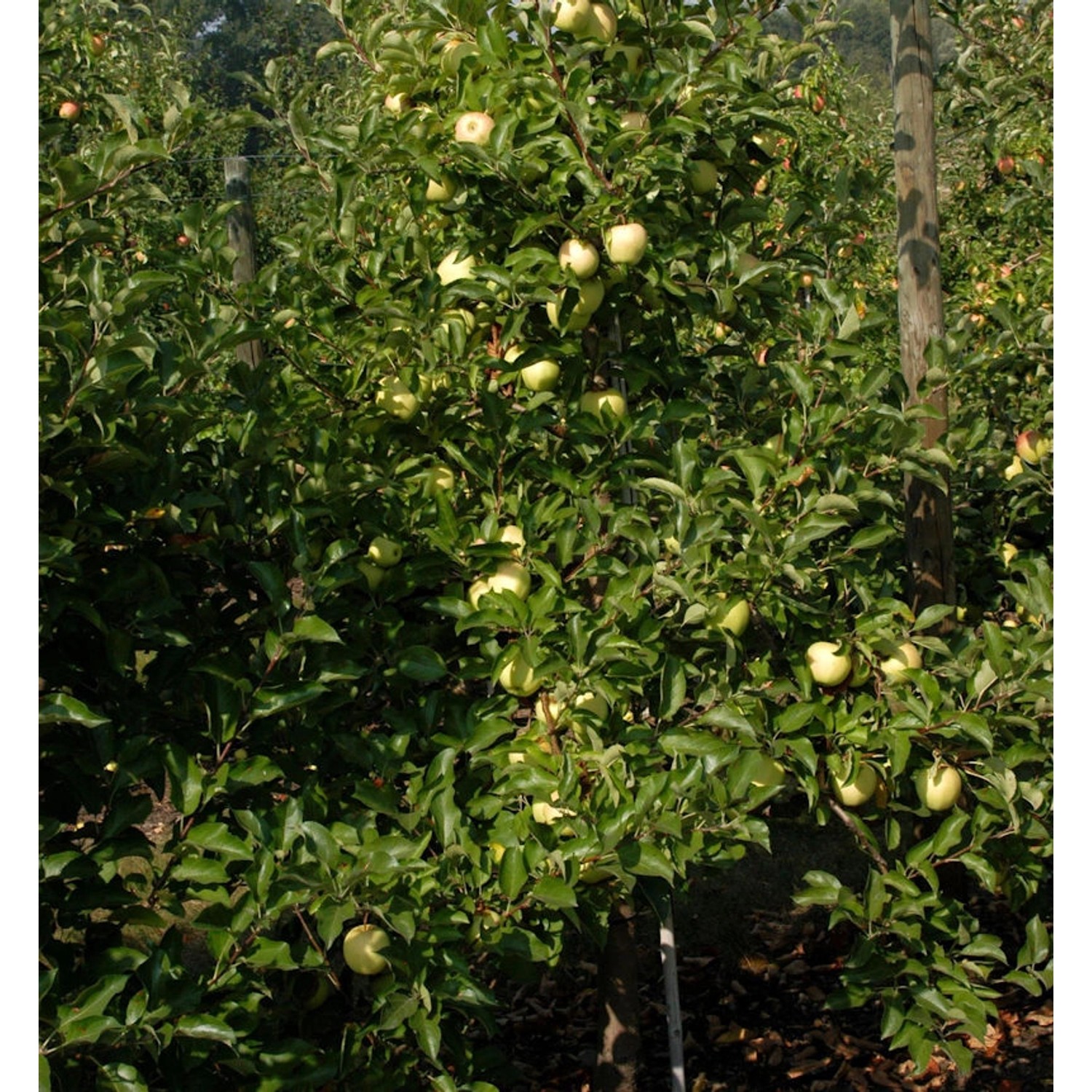 Apfelbaum Gelber Osterapfel 60-80cm - ein Lagerapfel günstig online kaufen