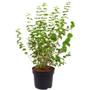 Gartenjasmin 'Minnesota Snowflake' im 10l Topf, ca. 100cm hoch, grüne Blätter.