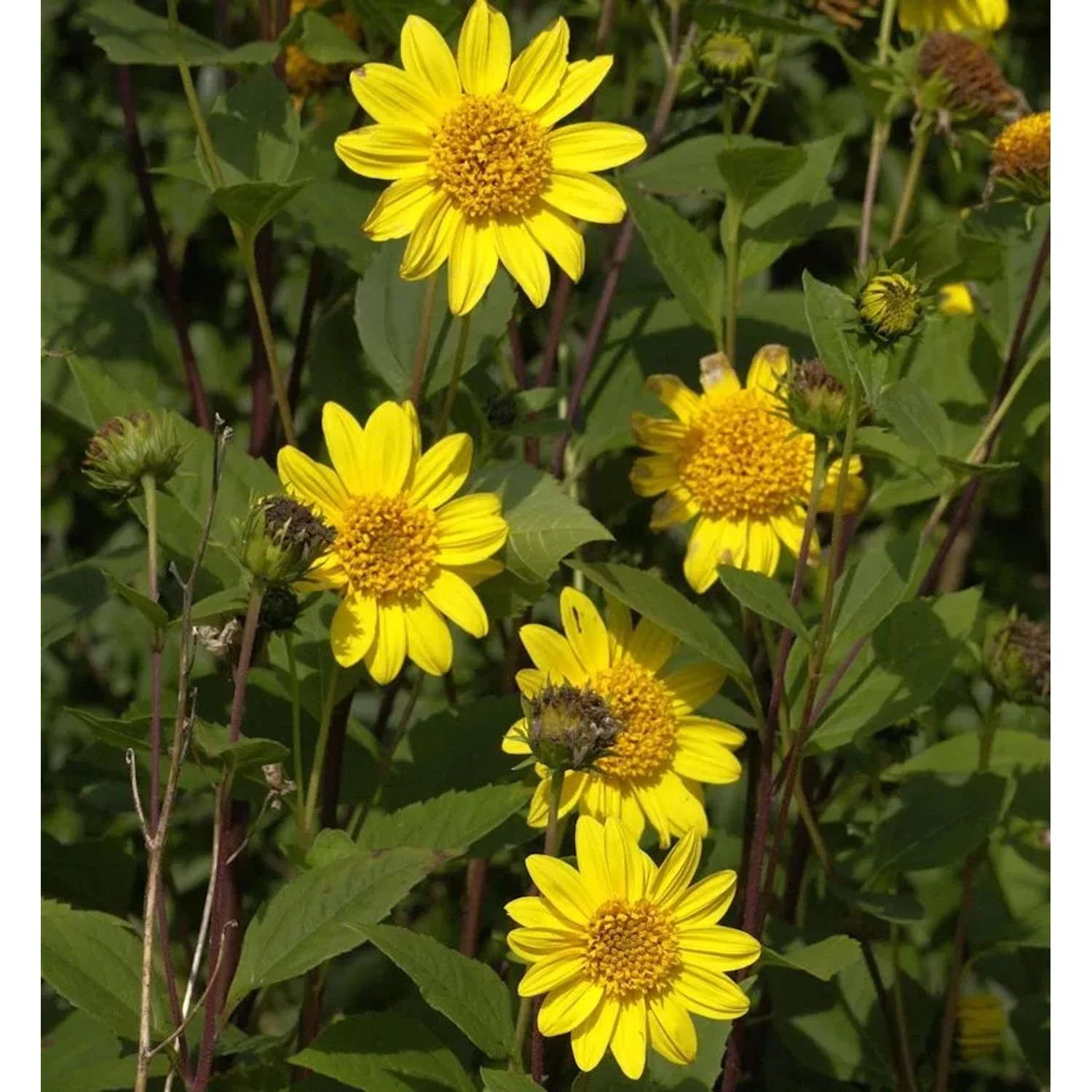 Sonnenblume Meteor - Helianthus decapetalus