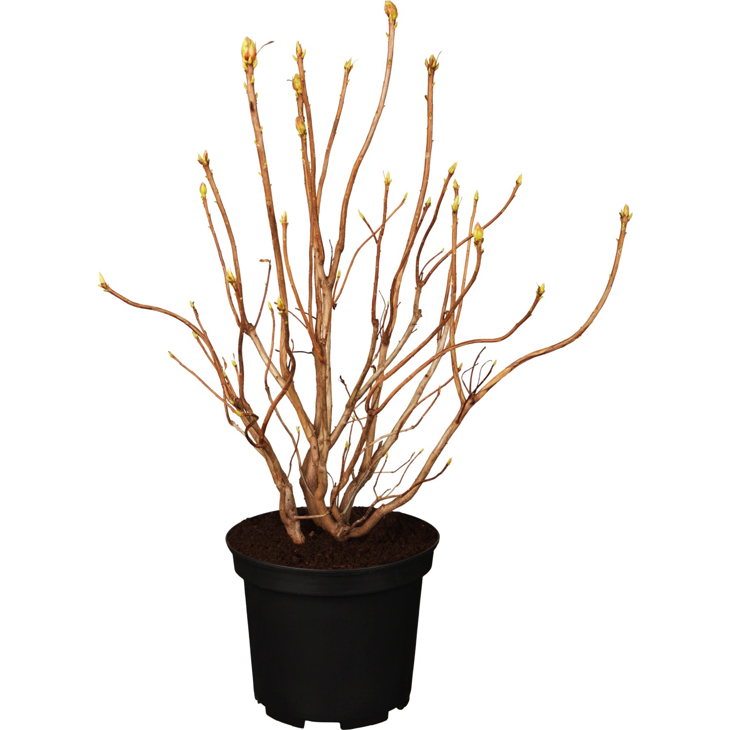 OBI Sommergrüne Azalee Gibraltar Orange Höhe 40 - 50 cm Topf ca. 5 l Azalea