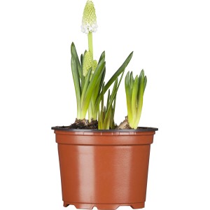 Traubenhyazinthe Weiß im Topf, ca. 12 cm Ø. Dekorative Frühjahrsblume für Beet und Balkon.