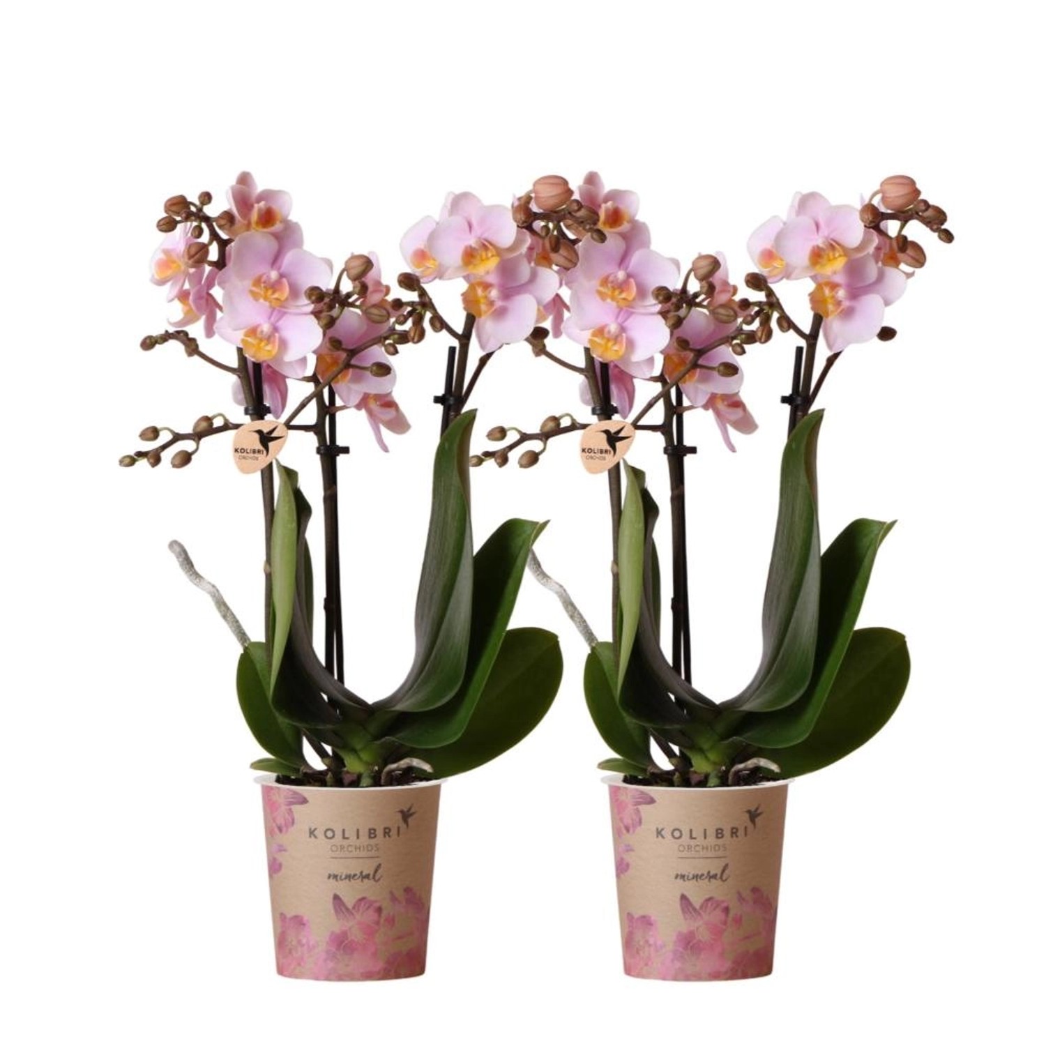 Kolibri Orchids Combi Deal von 2 Rosa Phalaenopsis Orchideen Andorra Topfgröße 9cm