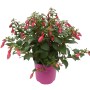 Fuchsie im Topf, ca. 30 cm hoch, mit roten, glockenförmigen Blüten. Blühende Kübelpflanze.