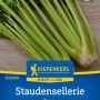 Kiepenkerl Staudensellerie Tango, grüne Stangen mit Blättern.