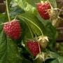 Rote Himbeeren der Sorte Zefa 3 Herbsternte an einem Beerenstrauch.