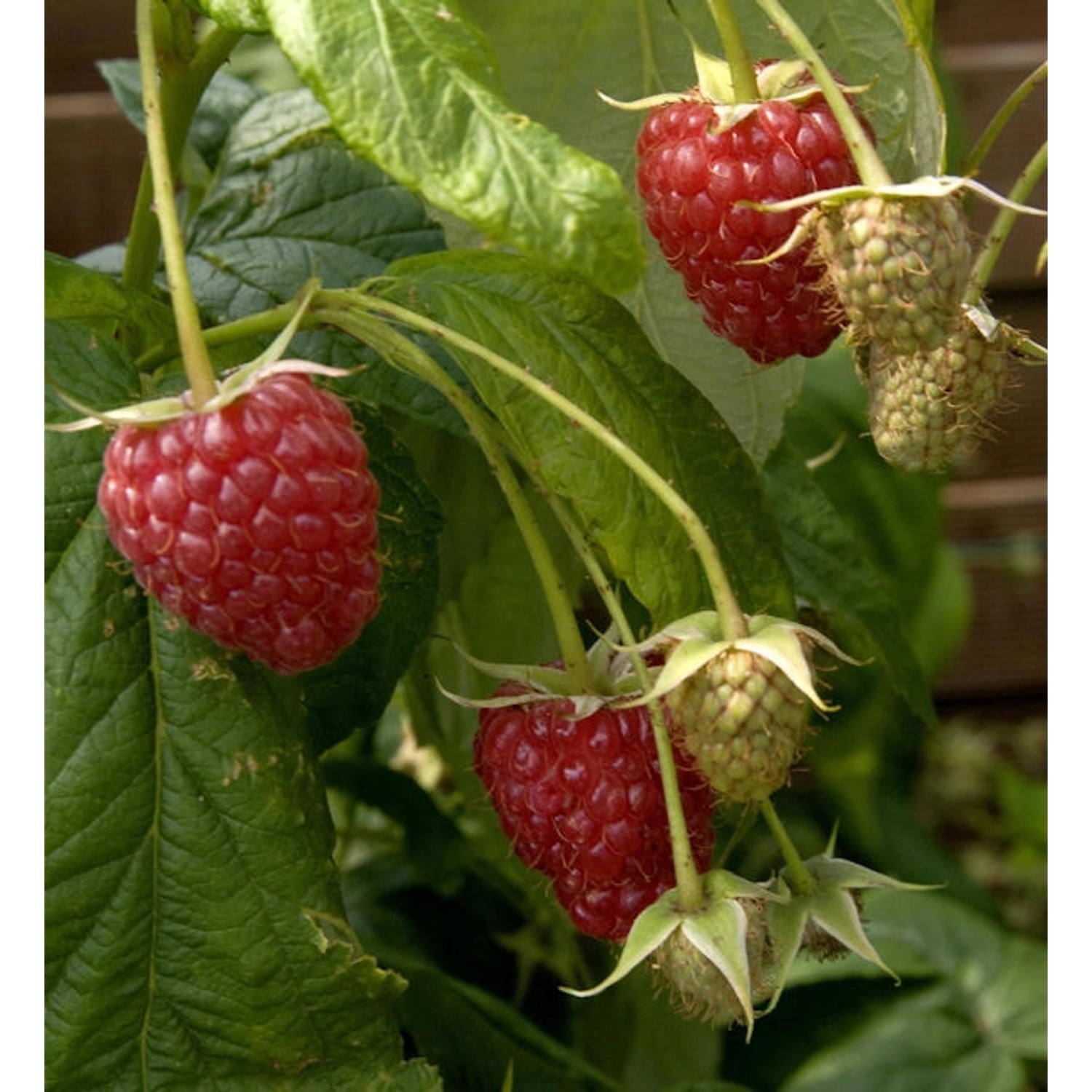 Himbeere Zefa 3 Herbsternte - Rubus idaeus günstig online kaufen