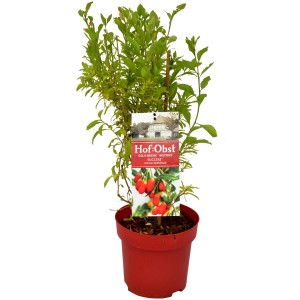 Gemeiner Bocksdorn 'Instant Success' im Topf, ca. 30cm hoch. Goji-Beere mit grünen Blättern und rotem Topf.