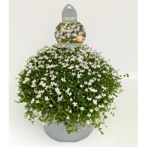 Blauer Bubikopf (Isotoma fluviatilis) im Topf, weiße Blüten, grüne Blätter. Blühpflanze für Beet und Garten.