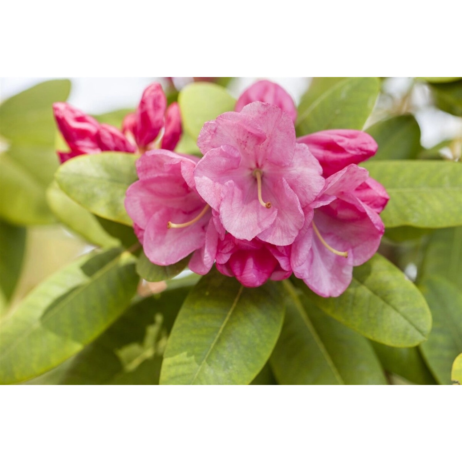 Rhododendron Williams. Gartendir. Glocker Rosa Blüten 30–40 cm günstig online kaufen