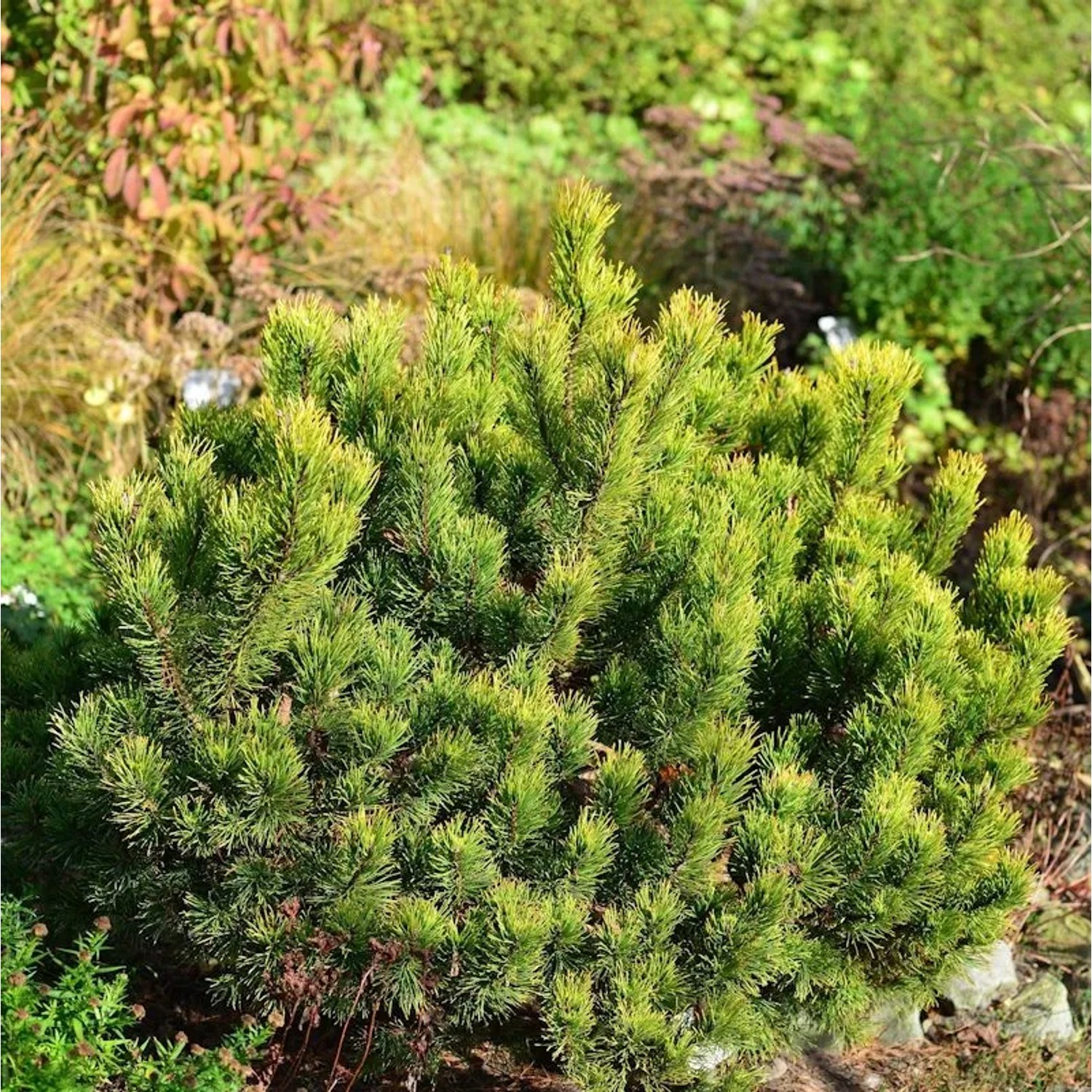 Gelbe Zwergkiefer Ophir 40-50cm - Pinus mugo