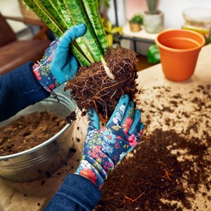 Hände mit Gartenhandschuhen pflanzen eine Pflanze in Universal Pflanzerde um.