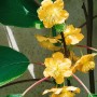 Blühende Solo Kiwi (Actinidia chinensis) mit gelben Blüten und grünen Blättern.