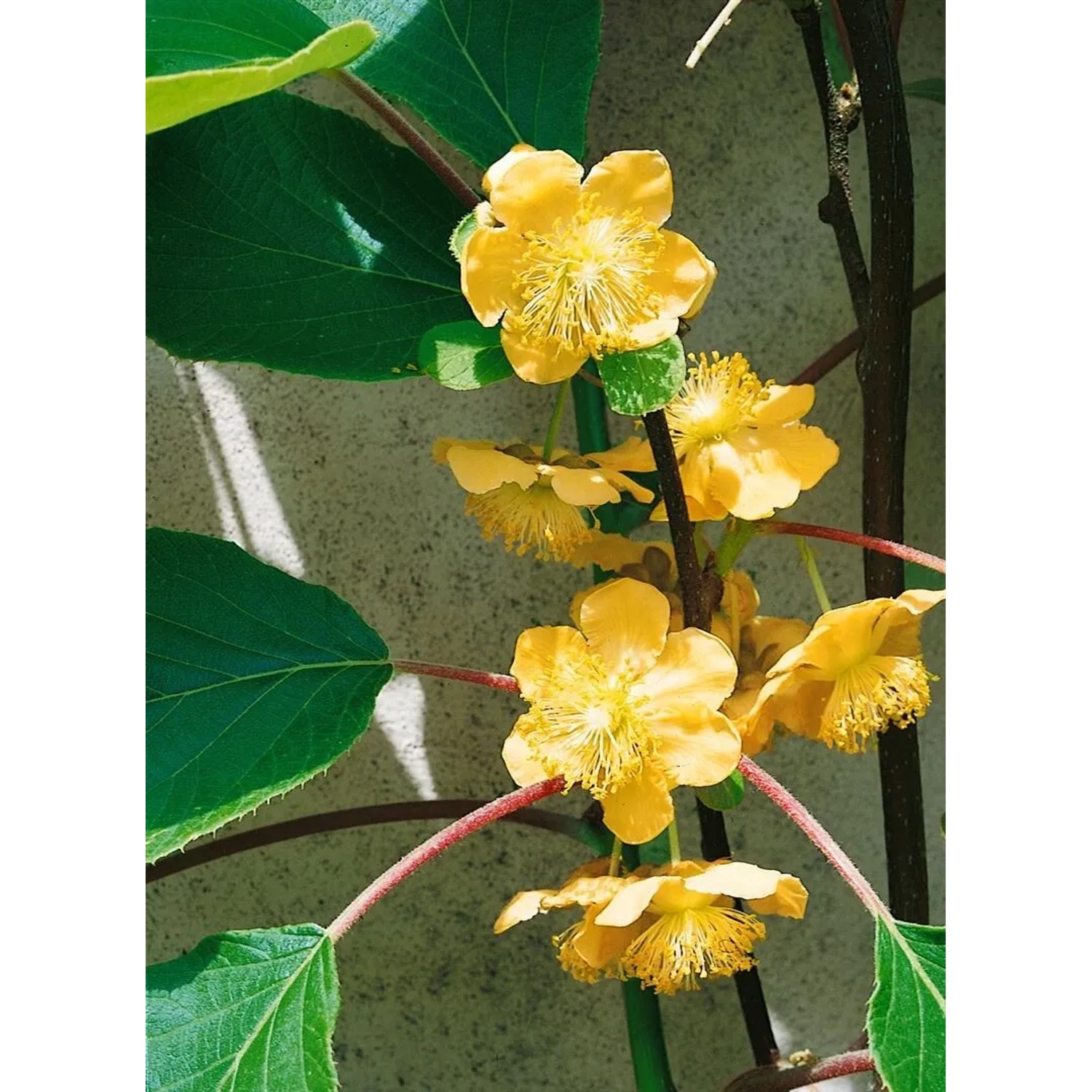 Blühende Solo Kiwi (Actinidia chinensis) mit gelben Blüten und grünen Blättern.