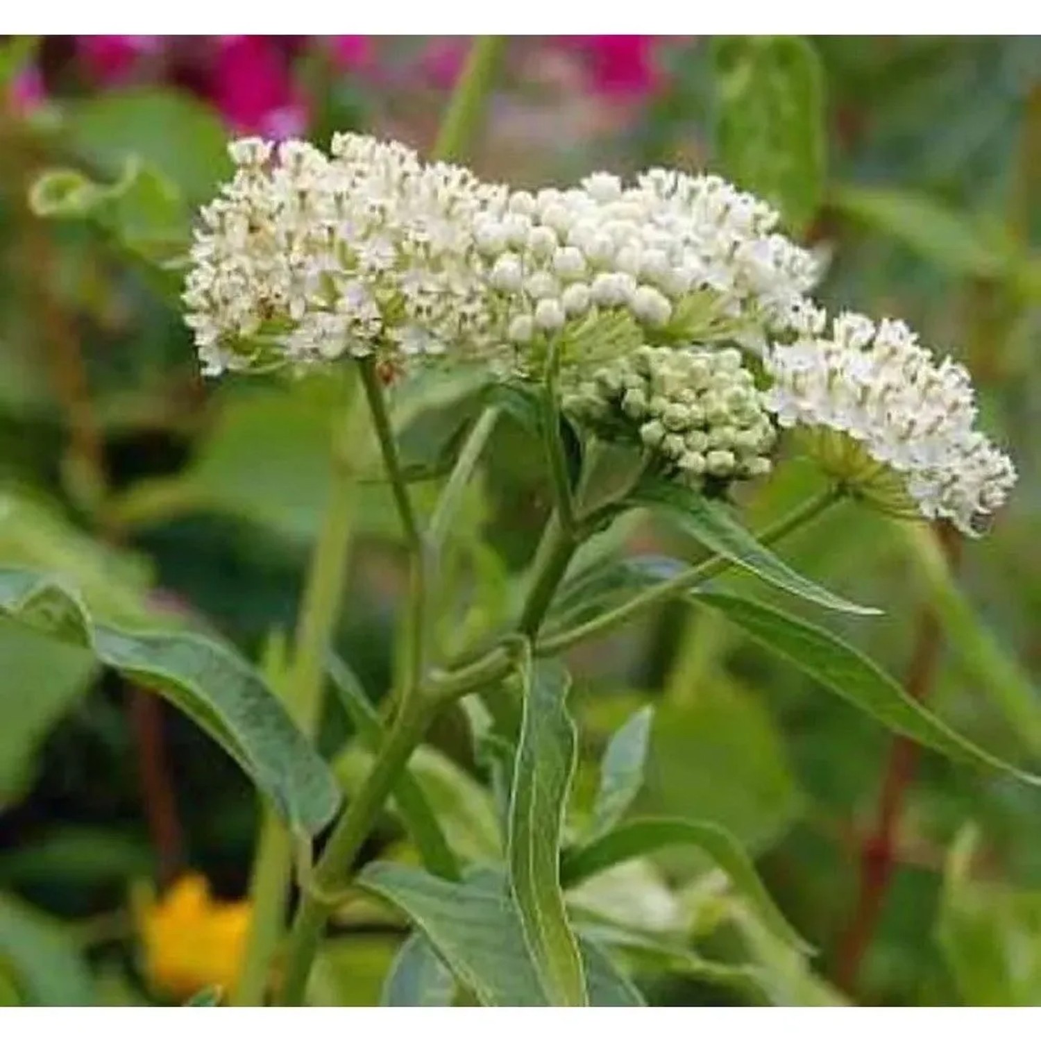 Seidenpflanze - Asclepias incarnata