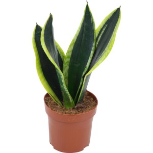 Bogenhanf (Sanseveria) im braunen Topf, eine robuste Grünpflanze für Innenräume.