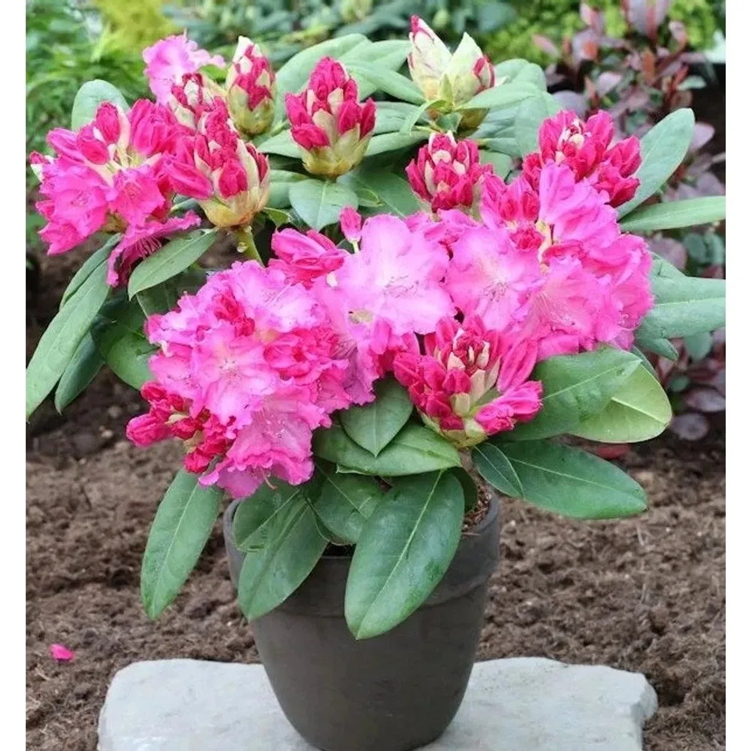 Großblumige Rhododendron Germania 25-30cm - Alpenrose