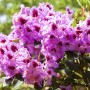 Nahaufnahme des zweifarbigen Rhododendron Hybr. Kabarett mit rosa-weißen Blüten und grünen Blättern.