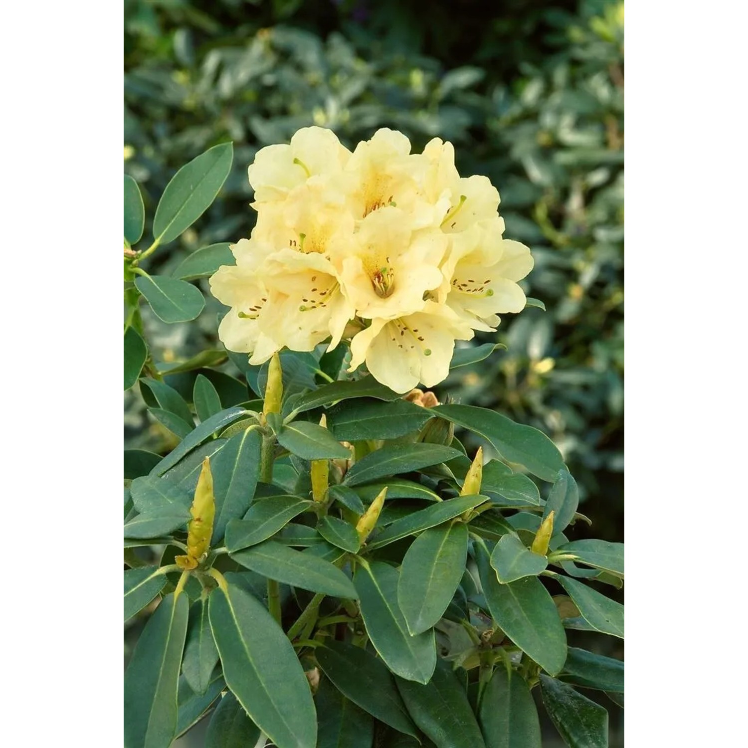 Pflanzen fr dich Rhododendron gelb Stadt Westerstede winterhart 70-80 cm  kaufen bei OBI
