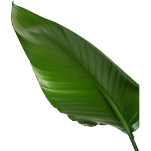 Detailaufnahme eines grünen Blattes der Strelitzie (Strelitzia Nicolai).